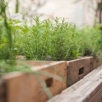 Comment créer un jardin de fines herbes aromatiques en été ?