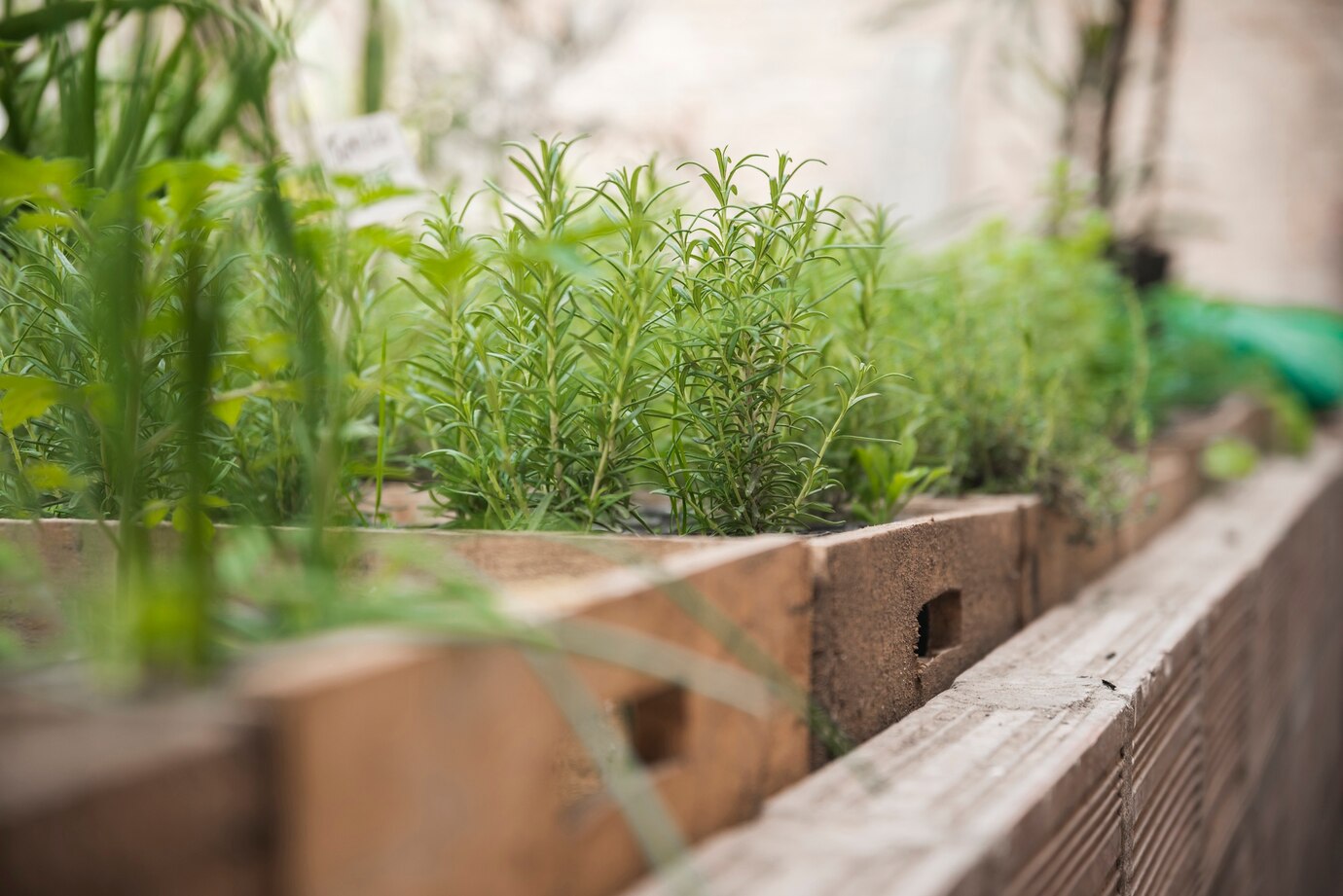 Comment créer un jardin de fines herbes aromatiques en été ?
